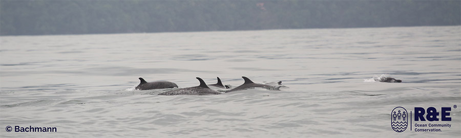 Aletas de delfines moteados pantropicales