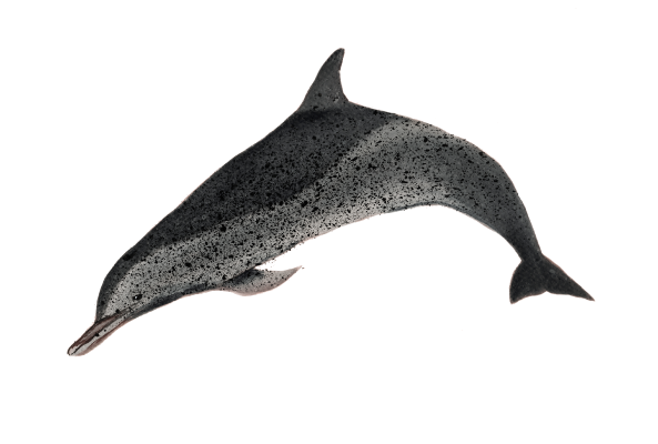 Delfín moteado pantropical