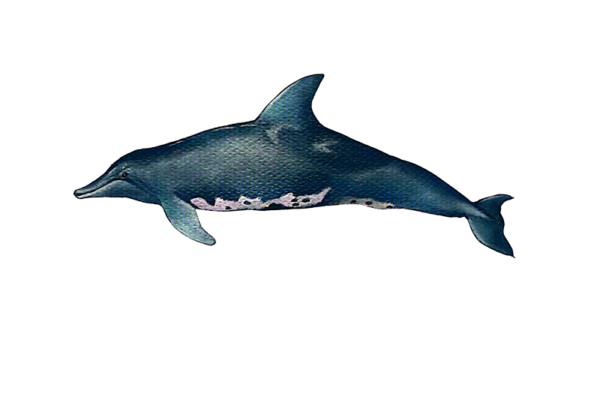 Delfín de dientes rugosos
